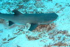 IMG_1259rf_Maldives_Madoogali_Plongee 13_Maaya thila_Requin corail ou Aileron blanc du lagon_Triaenodon obesus